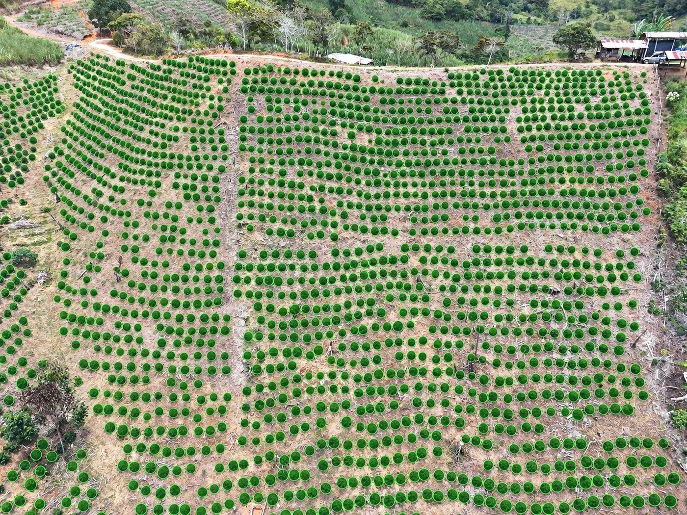 El lote desde el aire con cada árbol marcado con un círculo verde: el conteo hecho sobre la foto del dron.